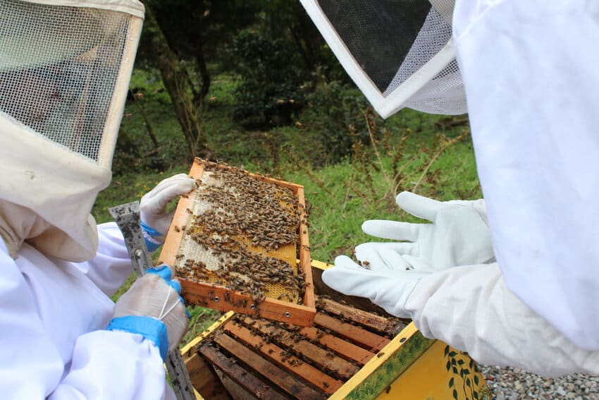 Bee Tour