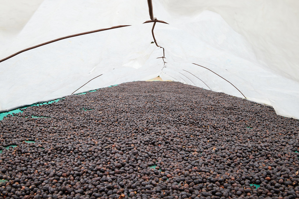 Coffee Estate Tour