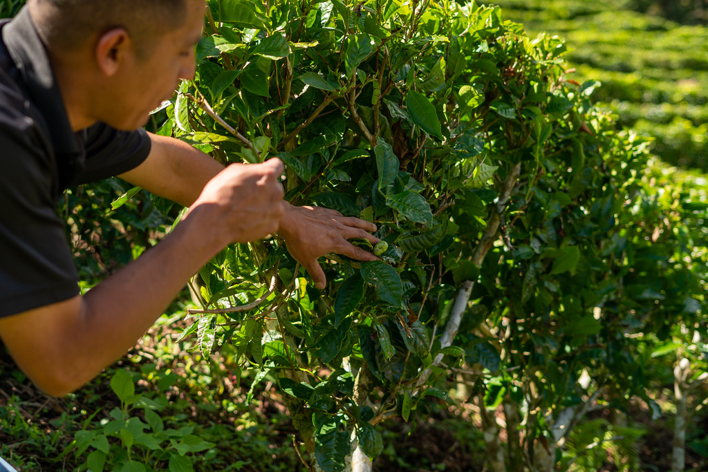 Kotowa Tea Tour